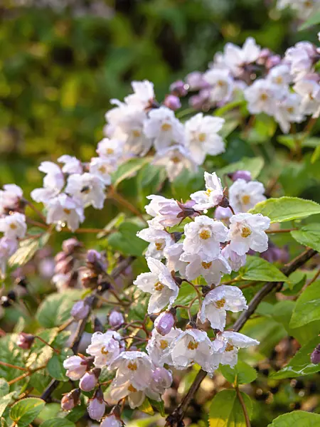 437450 - Deutzia purpurascens