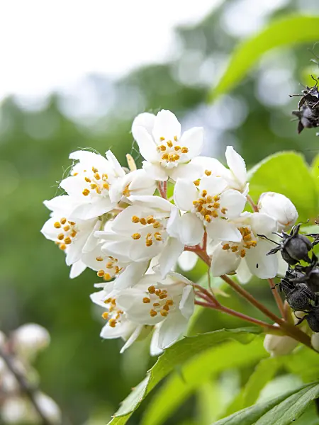426017 - Deutzia reflexa