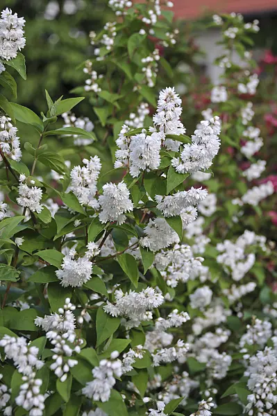 517172 - Deutzia scabra 'Candidissima'