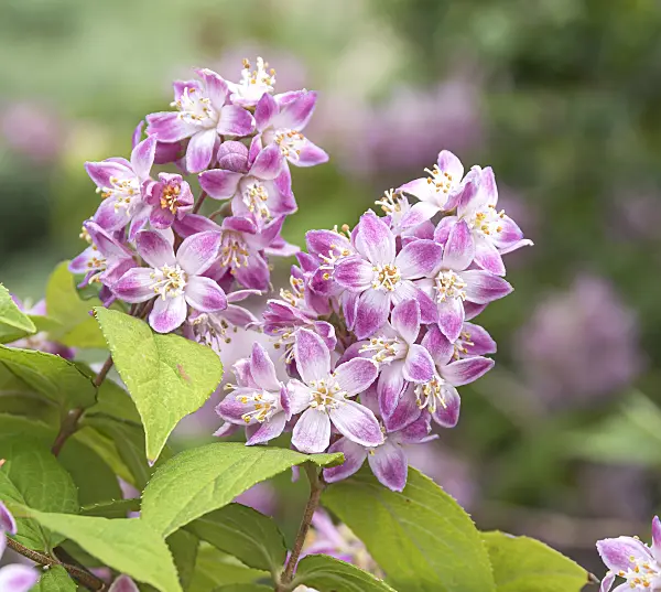 625184 - Deutzia x hybrida 'Tourbillon Rouge'