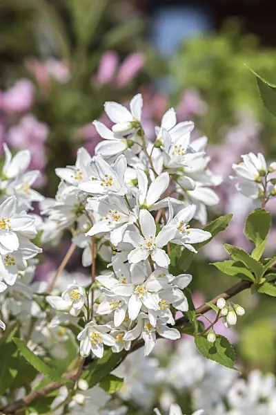 638078 - Deutzia Yuki Snowflake