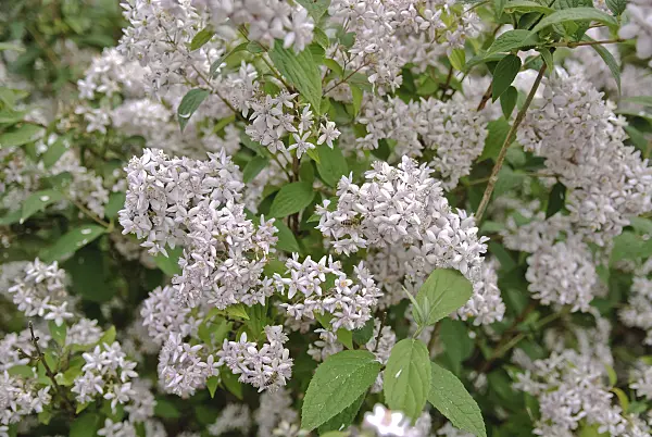 490057 - Deutzie (Deutzia Mont Rose)