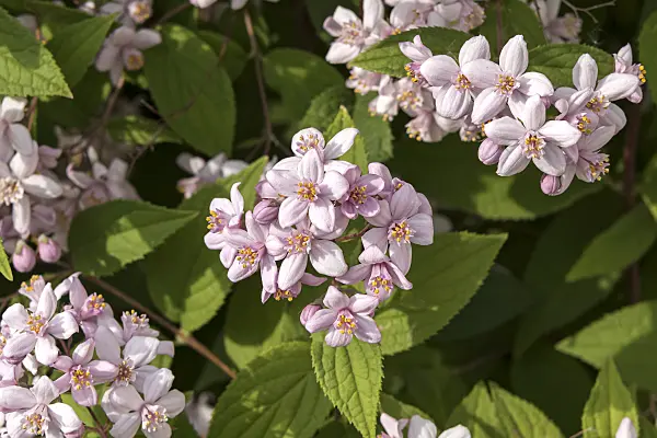 638079 - Deutzie (Deutzia Mont Rose)