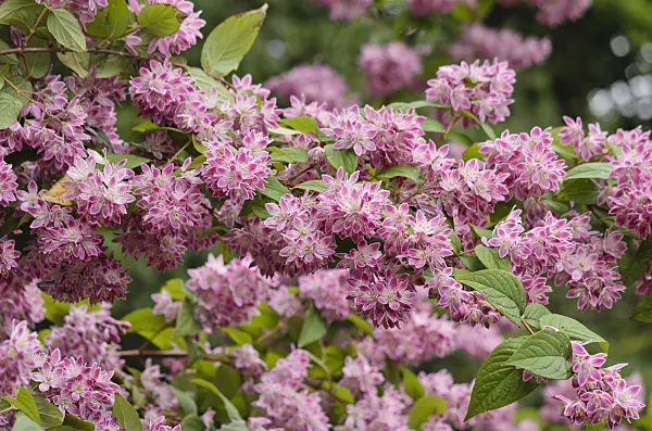 533606 - Deutzie (Deutzia Strawberry Fields)