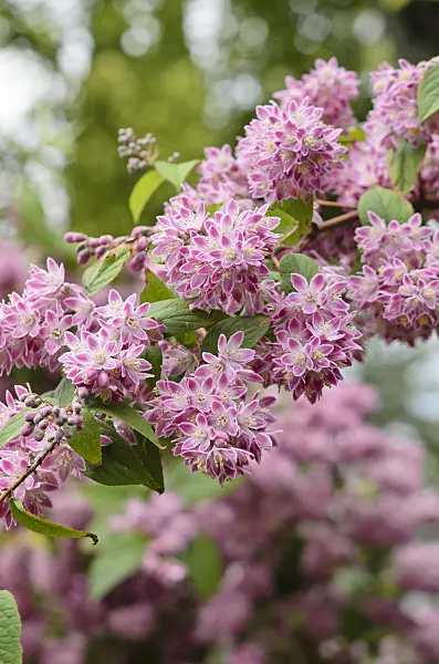 533607 - Deutzie (Deutzia Strawberry Fields)