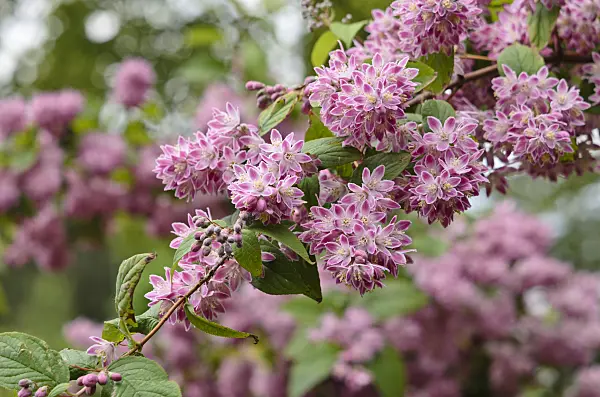 533608 - Deutzie (Deutzia Strawberry Fields)
