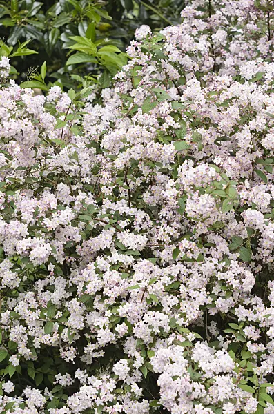 533323 - Deutzie (Deutzia x elegantissima)
