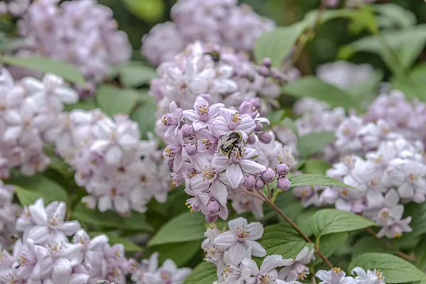 558092 - Deutzie (Deutzia x hybrida 'Mont Rose')