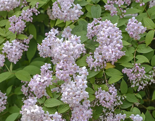 558093 - Deutzie (Deutzia x hybrida 'Mont Rose')
