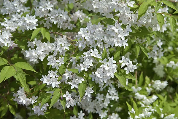 502187 - Deutzie (Deutzia x kalmiiflora)