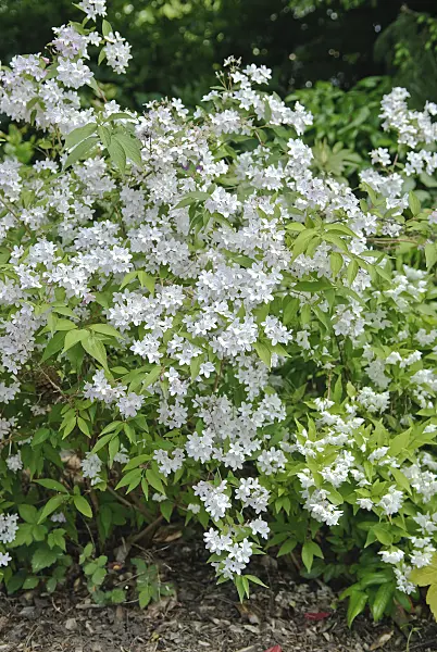 502188 - Deutzie (Deutzia x kalmiiflora)