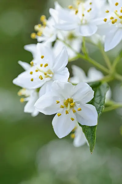 472081 - Deutzie (Deutzia x wilsonii)
