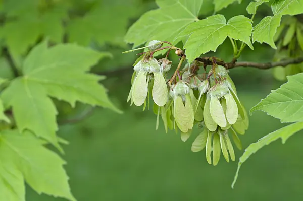 472079 - Devil maple (Acer diabolicum)