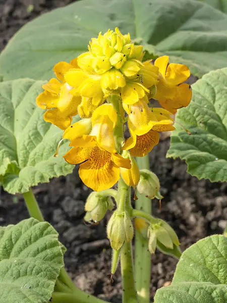 427028 - Devil's claw (Ibicella lutea)