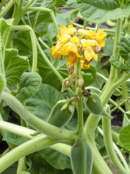 441024 - Devil's claw (Ibicella lutea)