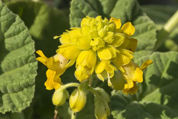 609006 - Devil's claw (Ibicella lutea)
