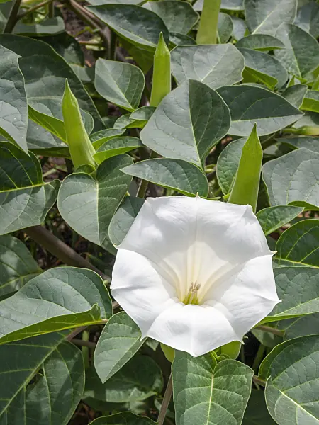 404080 - Devil's trumpet (Datura metel)