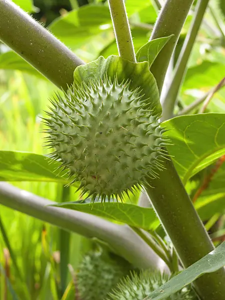 404081 - Devil's trumpet (Datura metel)