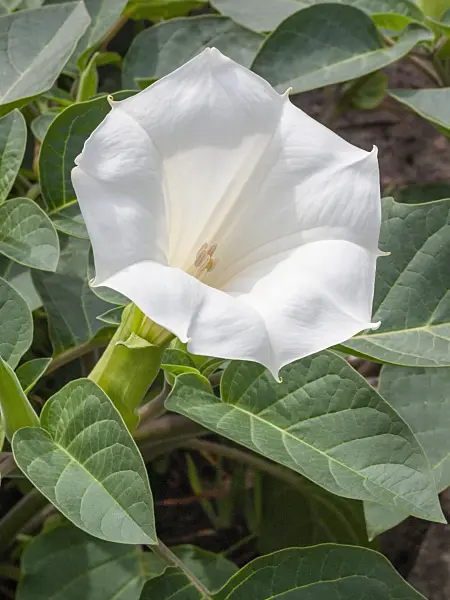 404082 - Devil's trumpet (Datura metel)