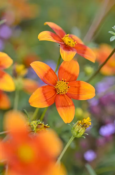 548155 - Diascia Breeze Orange