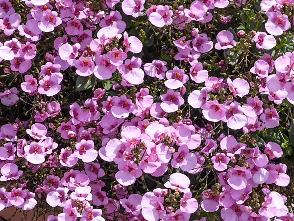 462118 - Diascia vigilis 'Darla Light Pink'