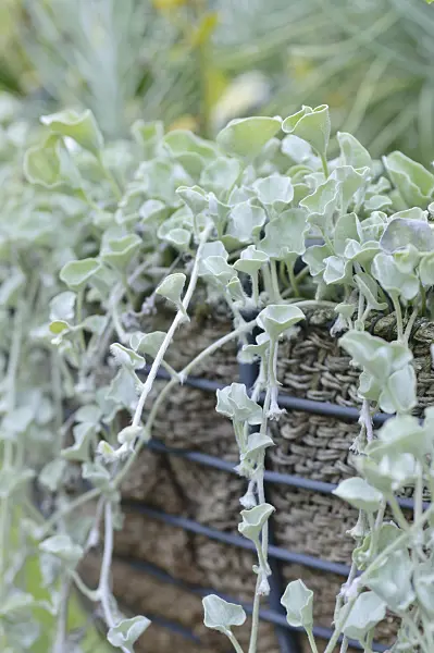 487179 - Dichondra argentea 'Silver Falls' in a wicker basket