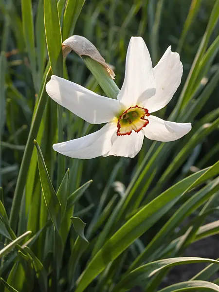 413001 - Dichternarzisse (Narcissus poeticus)