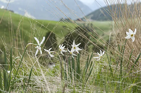 651404 - Dichternarzisse (Narcissus poeticus var. recurvus)