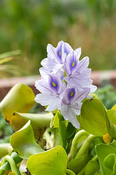 664324 - Dickstielige Wasserhyazinthe (Pontederia crassipes syn. Eichhornia crassipes)