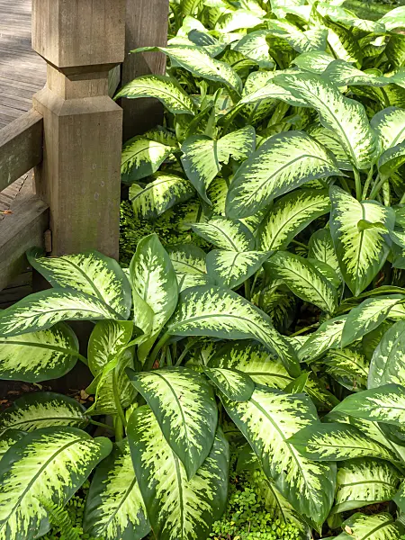 434169 - Dieffenbachia