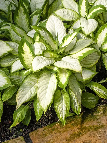 462024 - Dieffenbachia
