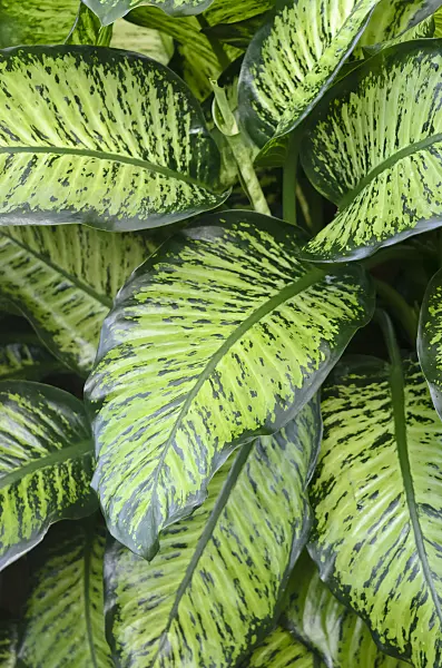 529114 - Dieffenbachia