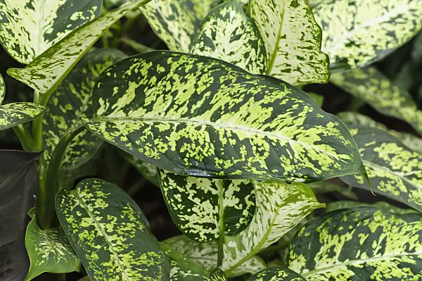 478095 - Dieffenbachia maculata 'Exotica'
