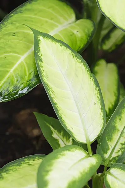 478096 - Dieffenbachia maculata 'Kamilla'