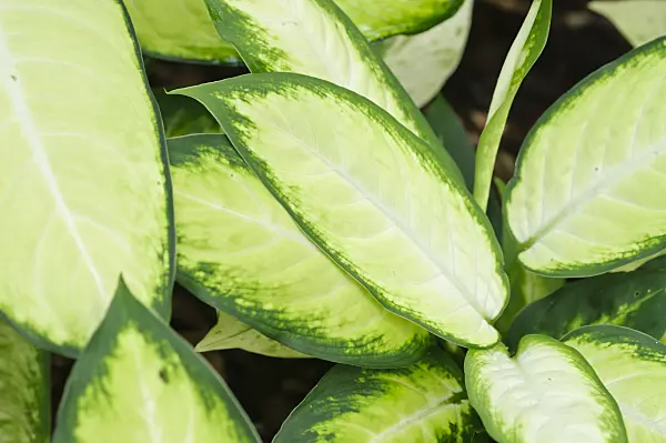 478097 - Dieffenbachia maculata 'Kamilla'