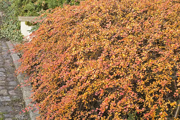 565022 - Diels cotoneaster (Cotoneaster dielsianus)