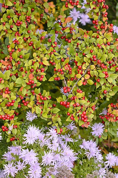 525186 - Diels cotoneaster (Cotoneaster dielsianus var. elegans) and aster (Aster)