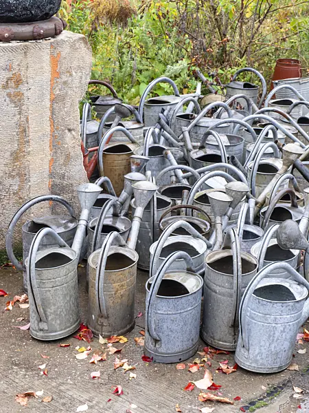 503006 - Different watering cans made of sheet metal in a cemetery