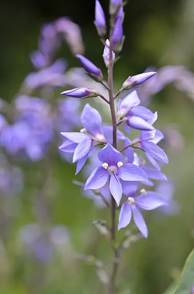 508487 - Digger's speedwell (Veronica perfoliata syn. Derwentia perfoliata)