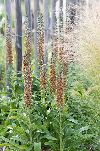 664119 - Digitale (Digitalis parviflora)