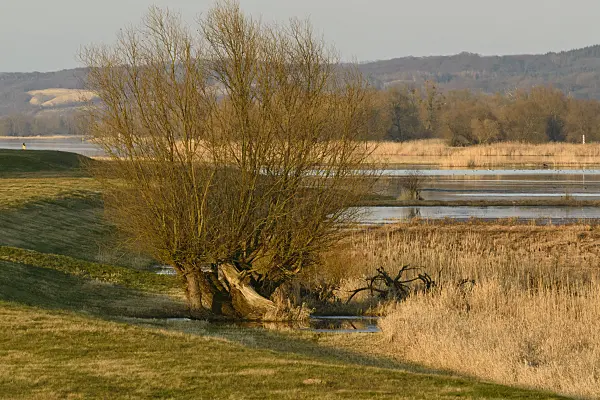 554059 - Dike at Oder River, Lower Oder Valley National Park, Germany