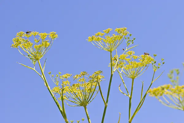 475051 - Dill (Anethum graveolens)