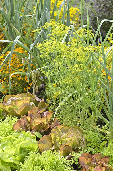 536128 - Dill (Anethum graveolens), Allium and lettuce (Lactuca)