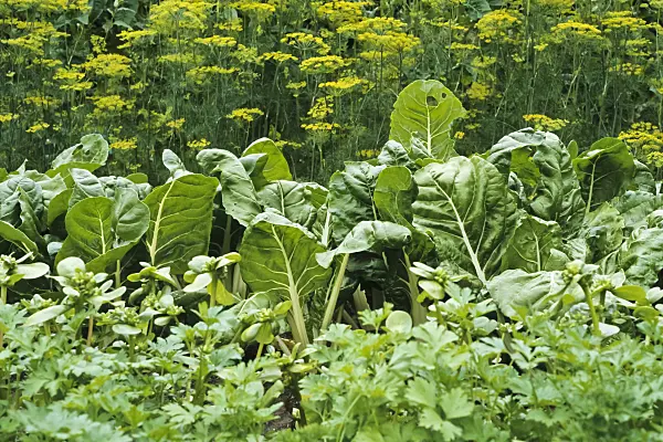 428281 - Dill (Anethum graveolens) and mangold (Beta vulgaris var. cicla)