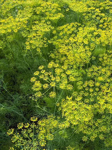 403019 - Dill (Anethum graveolens var. hortorum)