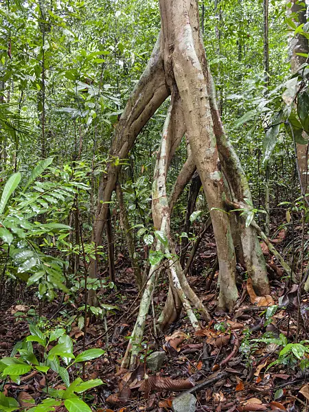 411031 - Dillenia grandifolia, Naturschutzgebiet Bukit Timah, Singapur