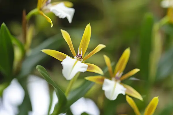 480002 - Dinema polybulbon