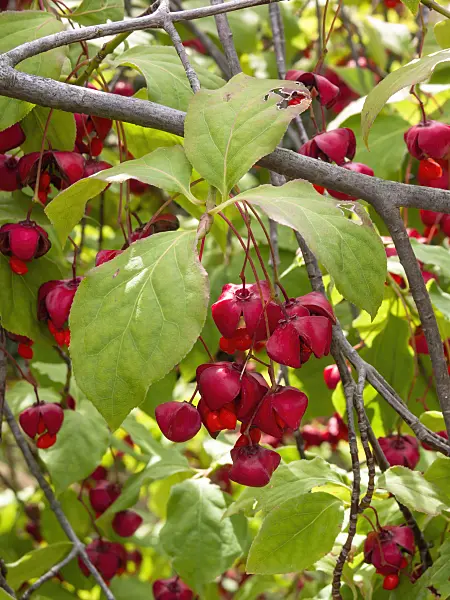 404086 - Dingle dangle tree (Euonymus planipes)