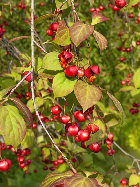 451023 - Dingle dangle tree (Euonymus planipes)