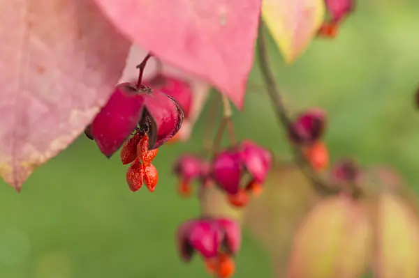 512045 - Dingle dangle tree (Euonymus planipes)